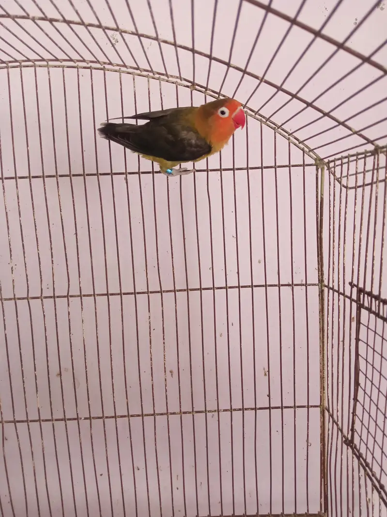 DD-GREEN B1B2 Fisheri Breedar Female. — photo 3