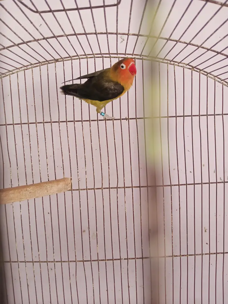 DD-GREEN B1B2 Fisheri Breedar Female. — photo 4