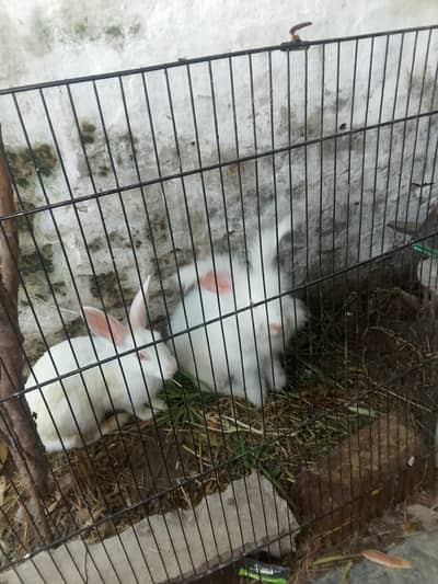 3 rabbit ha