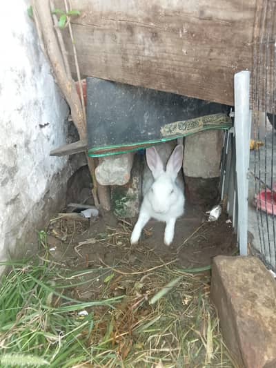 pair ha rabbit ka