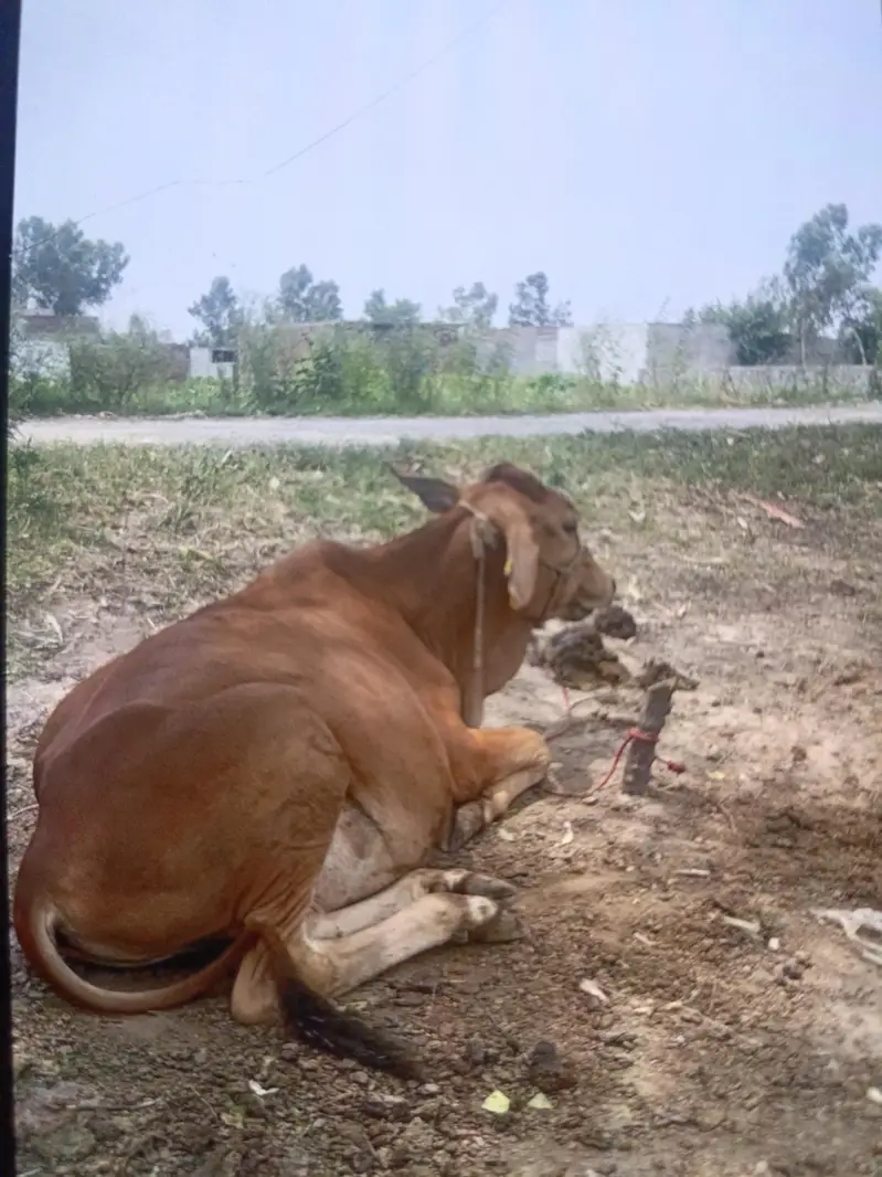 4 janvar jo sare le ga os k lya 450000