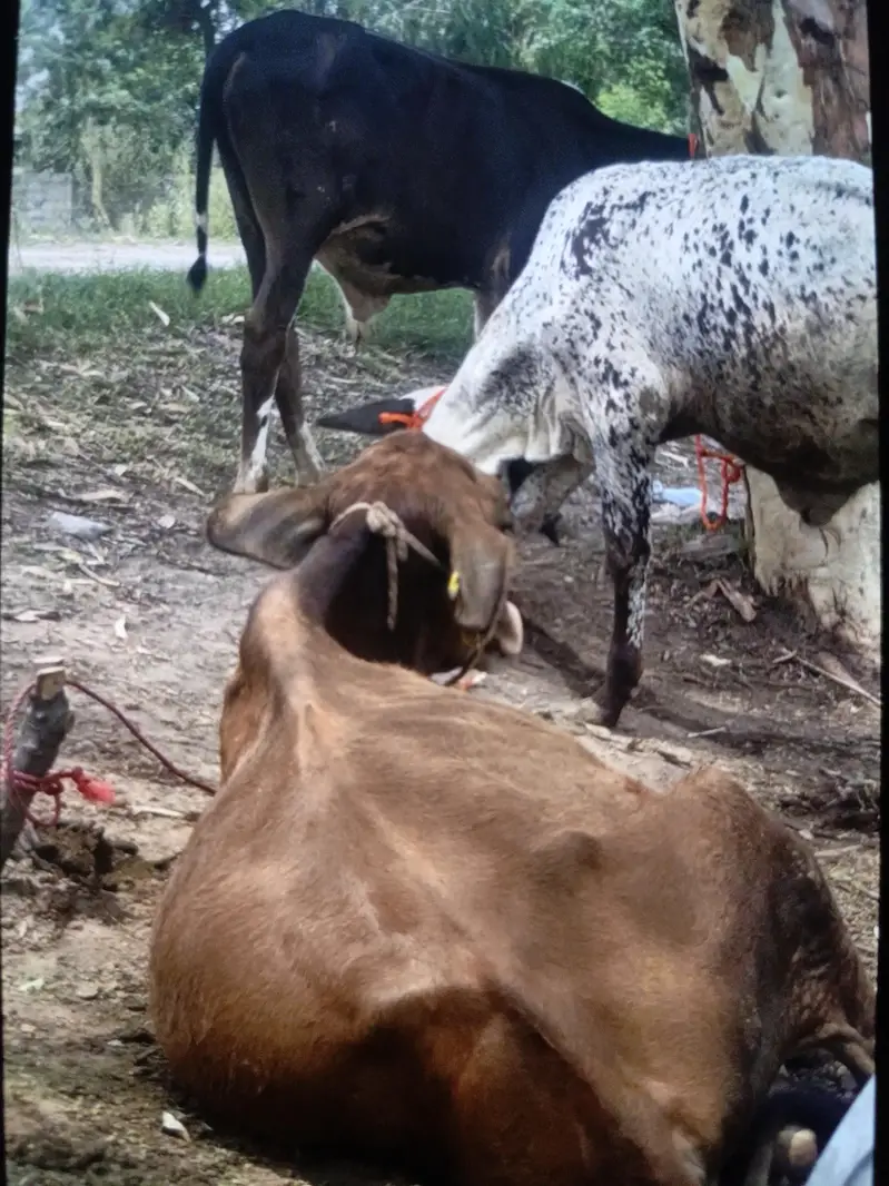 4 janvar jo sare le ga os k lya 450000 — photo 2