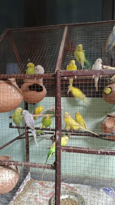 Australian parrot for sale