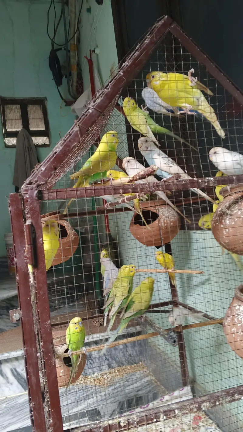 Australian parrot for sale — photo 2