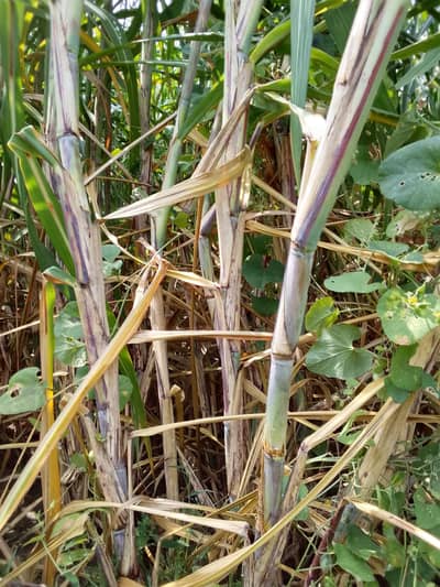  2 Acre Sugar Cane Crop for Sale – Fresh & Healthy