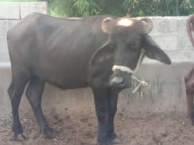 jhoti for sale