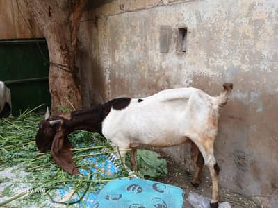 kamori for sale 3 bacho kai sath bacha pat hai contact no(0331-7518658