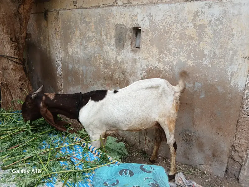 kamori for sale 3 bacho kai sath bacha pat hai contact no(0331-7518658 — photo 2