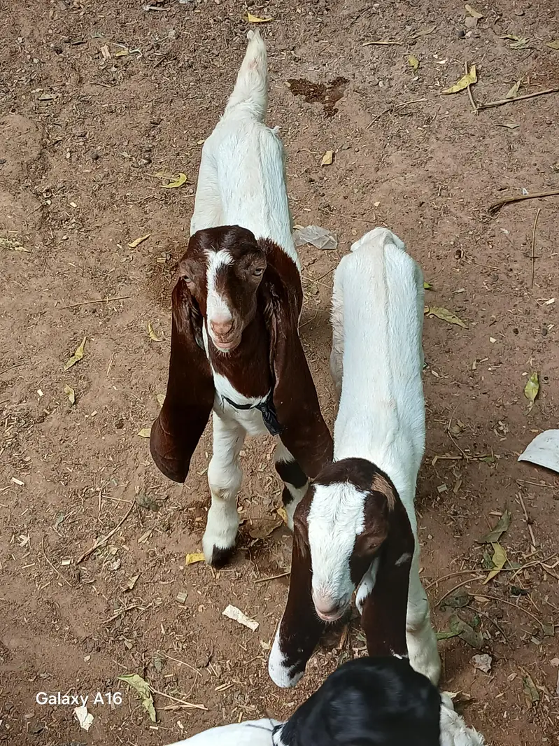 kamori for sale 3 bacho kai sath bacha pat hai contact no(0331-7518658 — photo 3