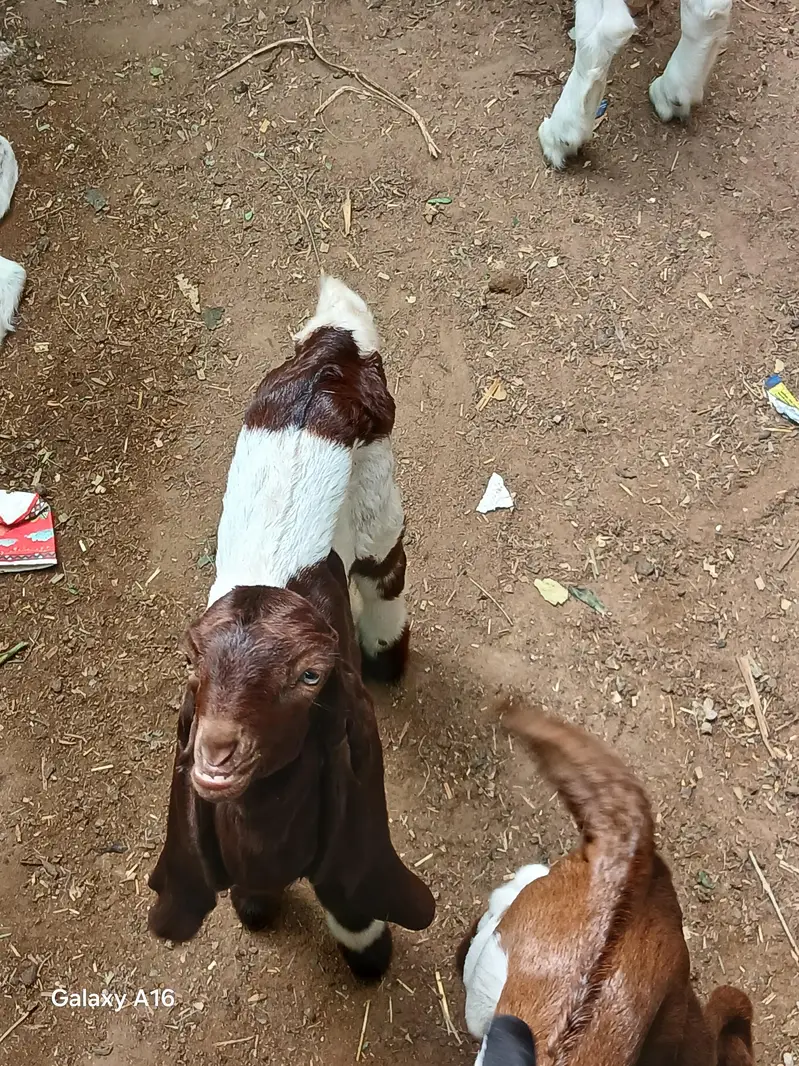 kamori for sale 3 bacho kai sath bacha pat hai contact no(0331-7518658 — photo 4