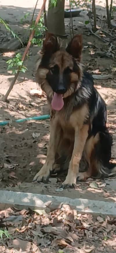 Germon shepherd  female Long coat (Security  +Aggressive)