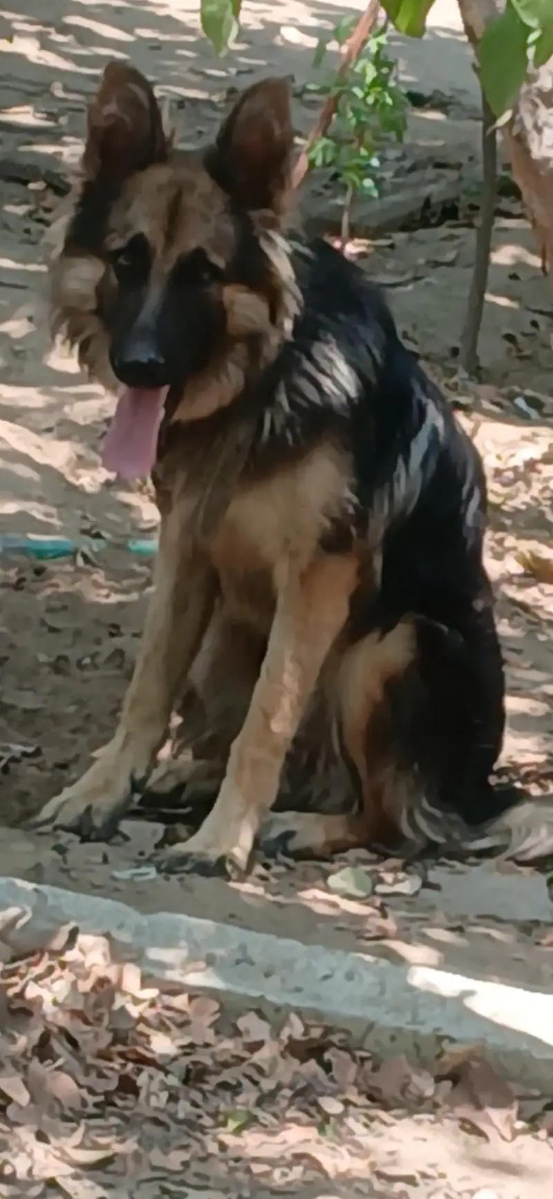 Germon shepherd  female Long coat (Security  +Aggressive) — photo 2