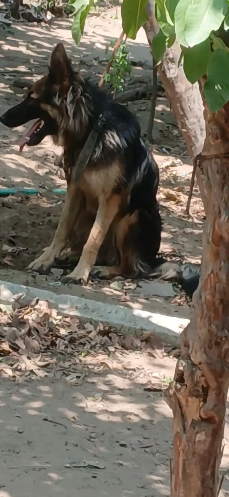 Germon shepherd  female Long coat (Security  +Aggressive) — photo 3