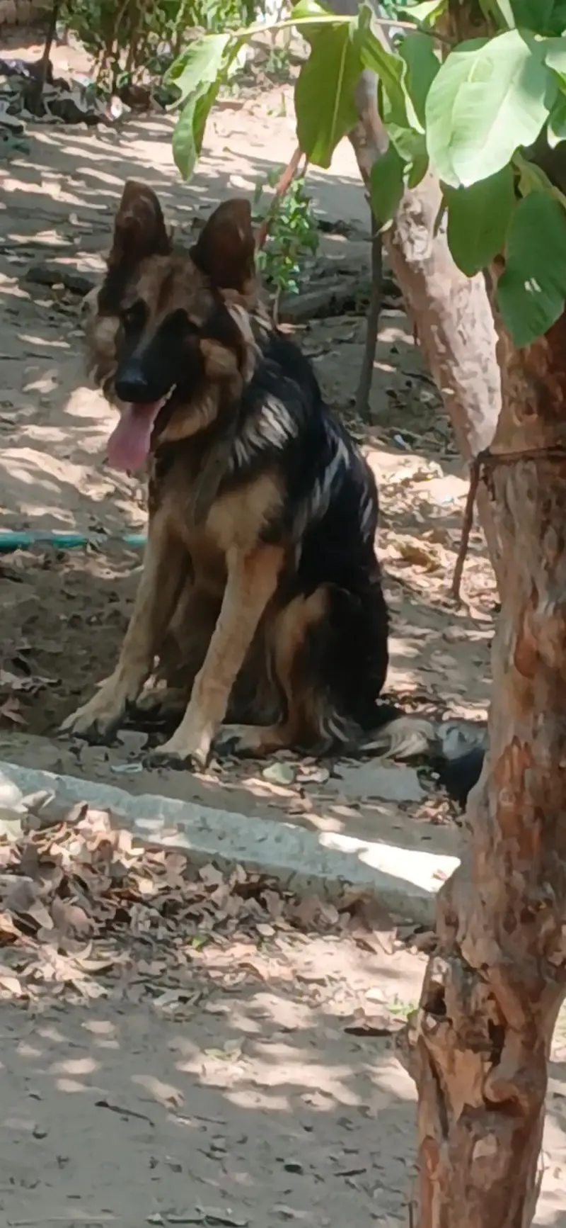 Germon shepherd  female Long coat (Security  +Aggressive) — photo 4
