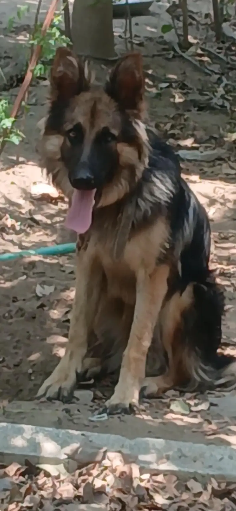 Germon shepherd  female Long coat (Security  +Aggressive) — photo 5