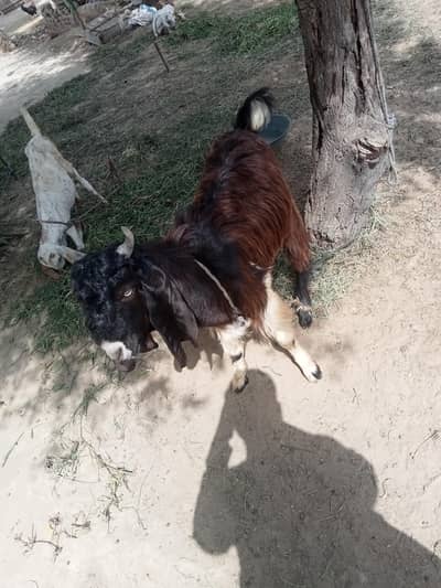 Black Multani Goat Male