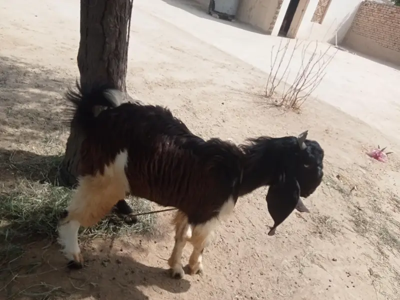 Black Multani Goat Male — photo 2