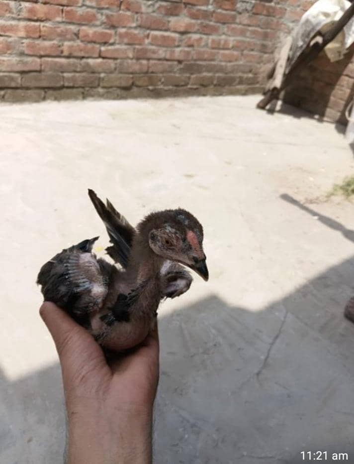 pattay 3 2