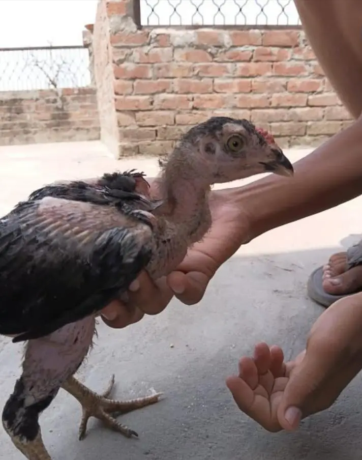 pattay 3 — photo 5