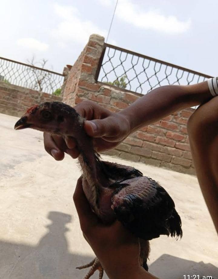 pattay 3 5