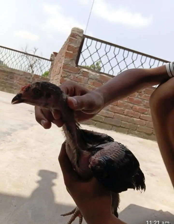 pattay 3 — photo 6