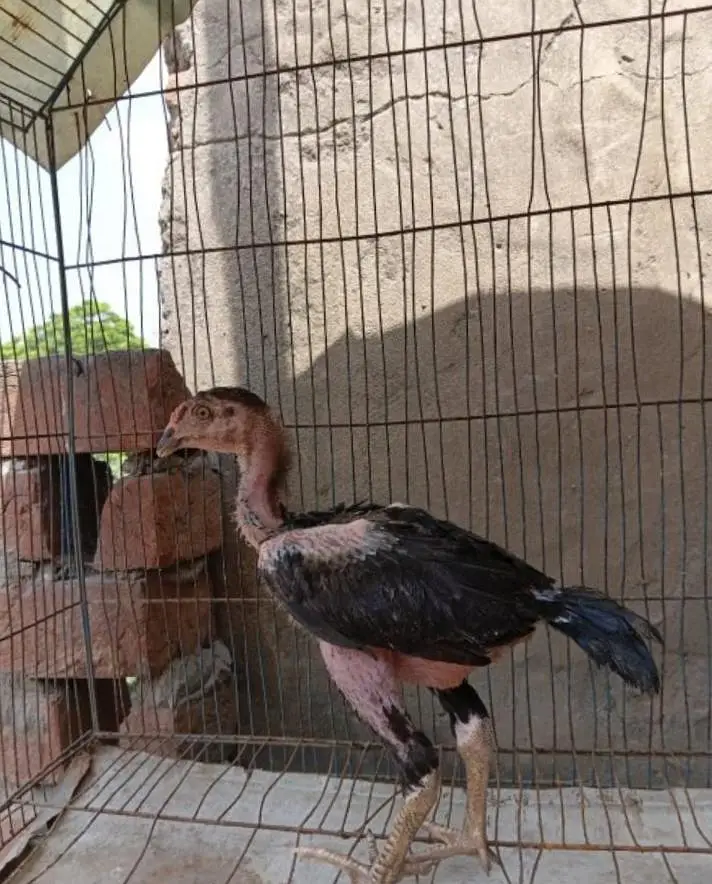 pattay 3 — photo 7