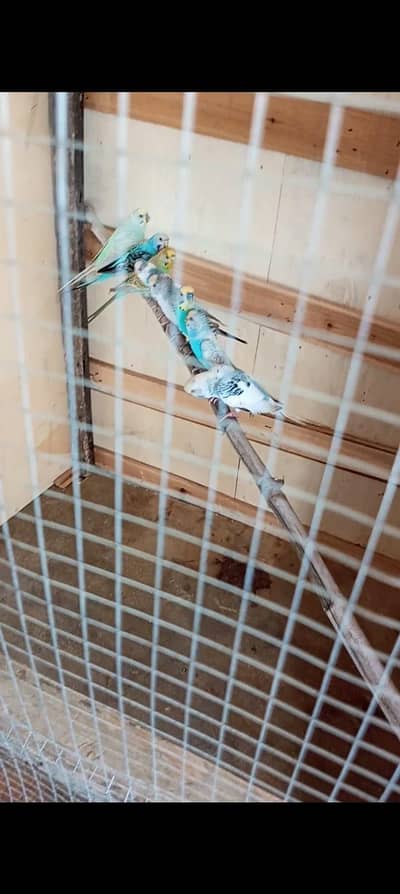 breeder parrots for sale