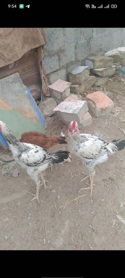 hight quality aseel hens for selling