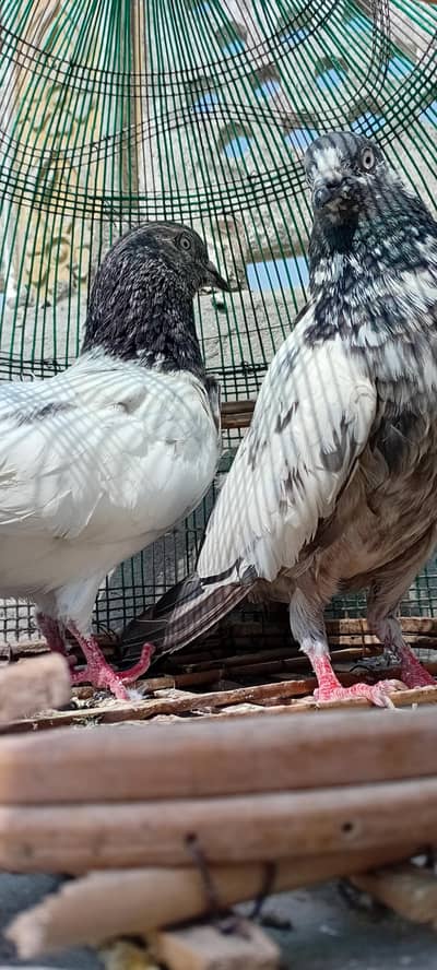 Golden and piplan wala pair for sale