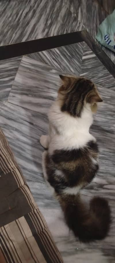 Male Persian Cat for Sale – Beautiful & Fluffy | Lahore