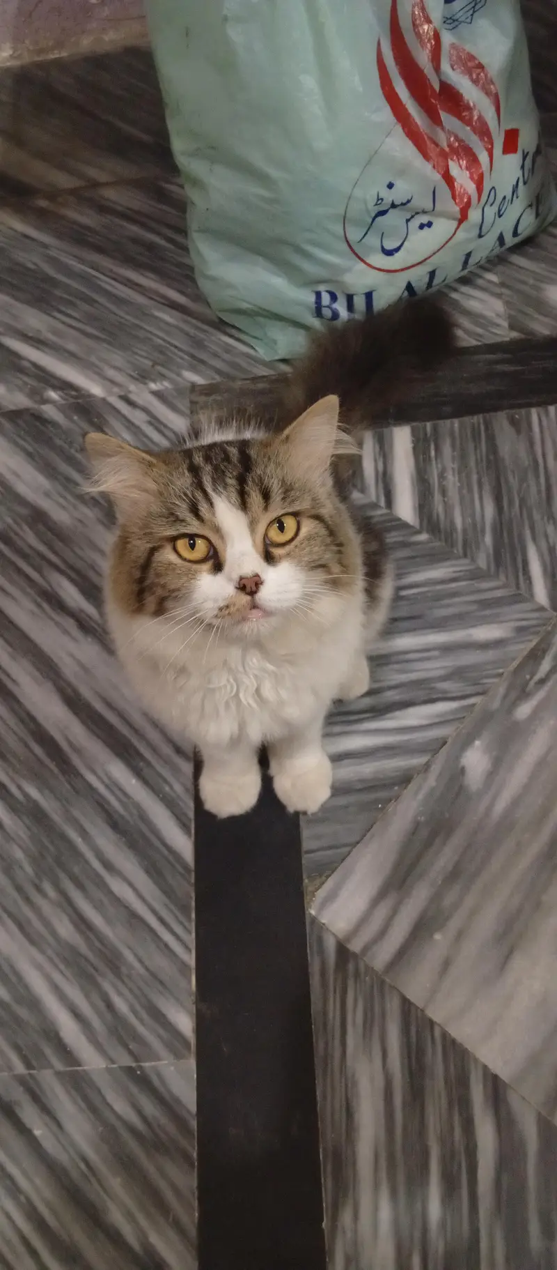 Male Persian Cat for Sale – Beautiful & Fluffy | Lahore — photo 2