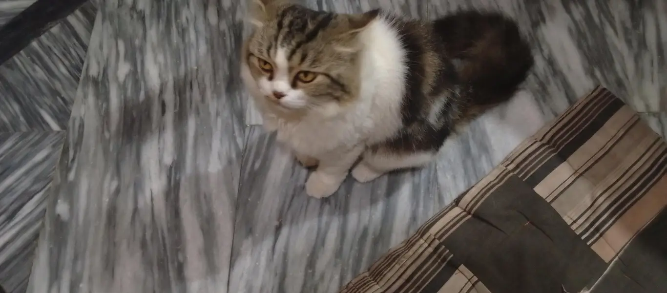 Male Persian Cat for Sale – Beautiful & Fluffy | Lahore — photo 3