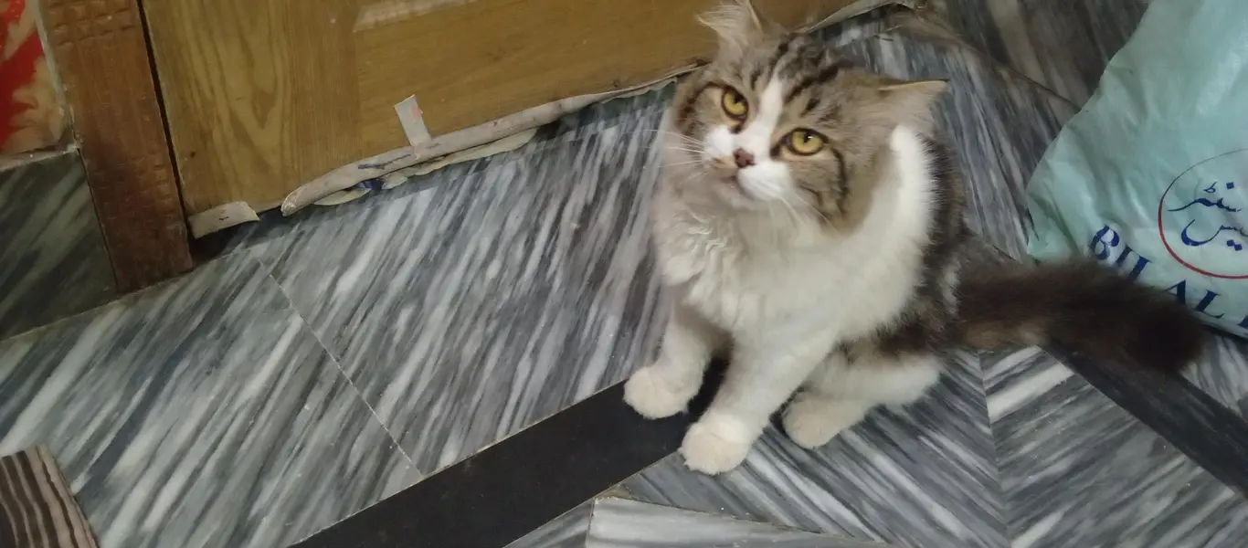 Male Persian Cat for Sale – Beautiful & Fluffy | Lahore — photo 4