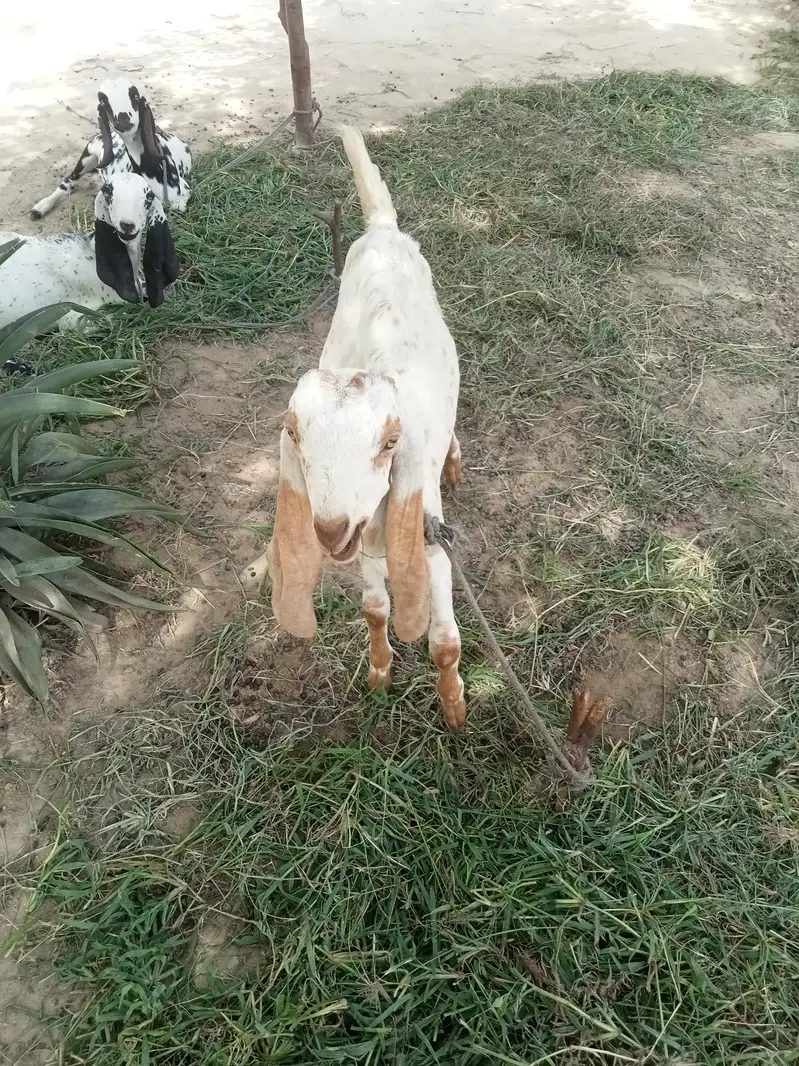 Black Multani Goat Male — photo 3