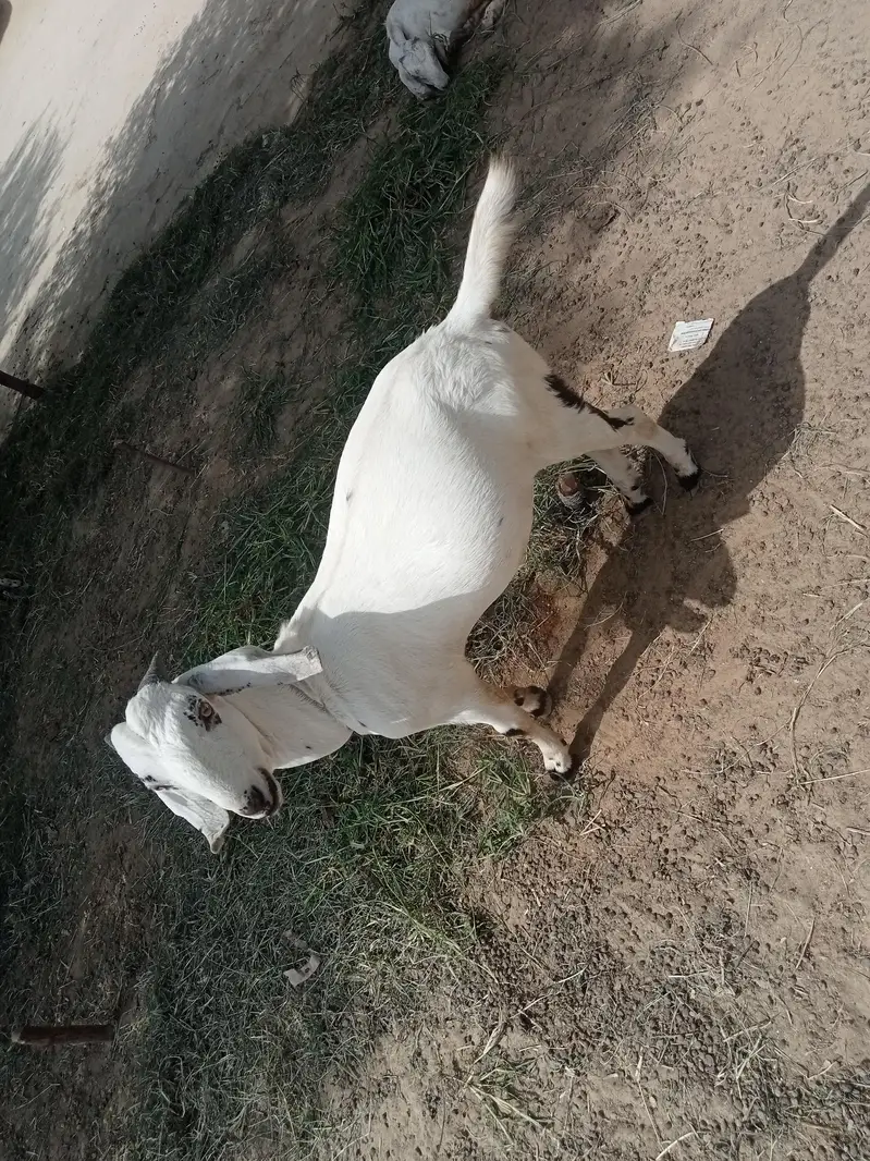 Black Multani Goat Male — photo 4