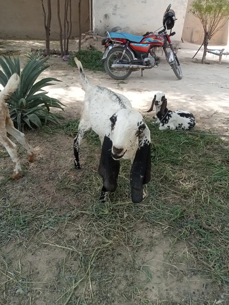 Black Multani Goat Male — photo 5
