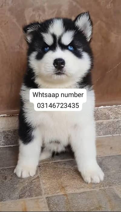 Siberian husky fore sale