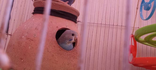 Home care birds