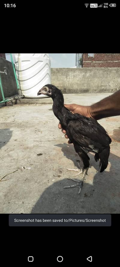 03287071070 what'sp or call argnt sale seal murga