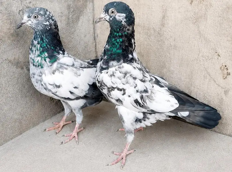 Teddy Pigeons — photo 2