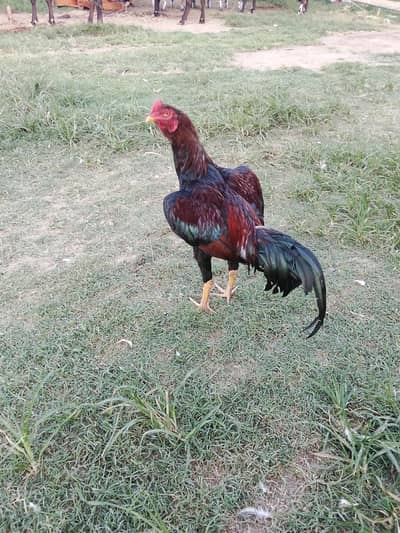 aseel patha for sale