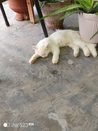 too kittens males and too male cats ek female cate available