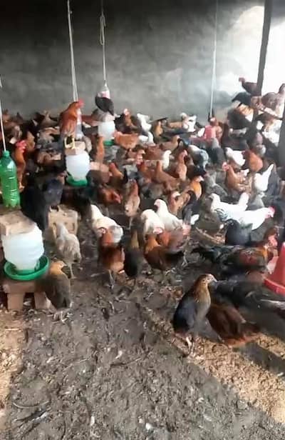 desi murgi / golden misri / ande wali murgi / egg laying birds
