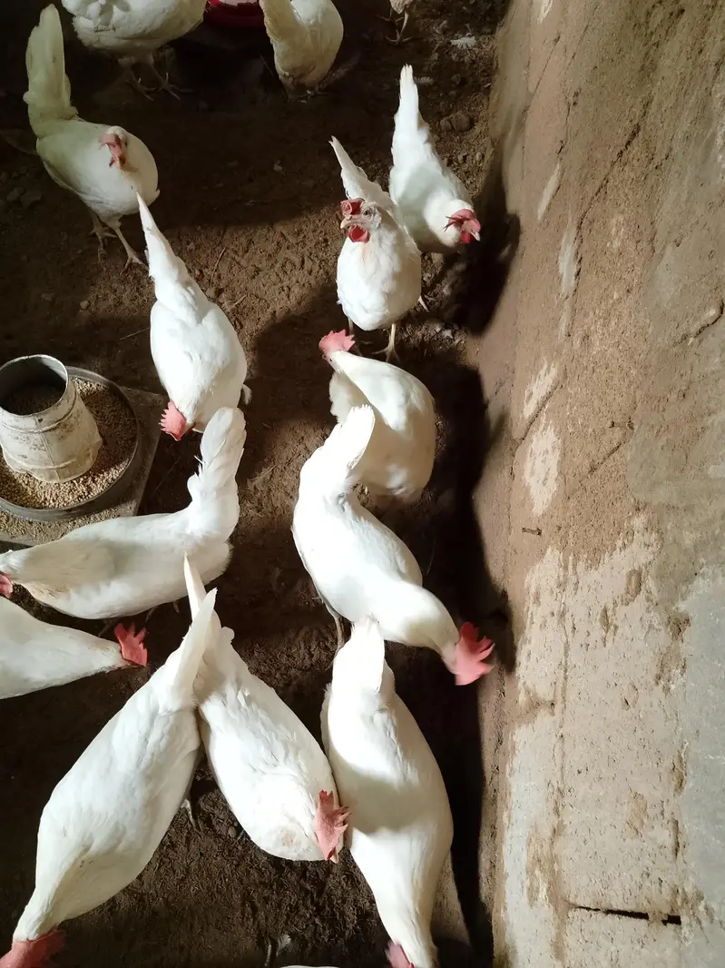 abhi Anda Dena start ho ha jiss Bahi n Lani ho vo Bahi rabta Kara — photo 7