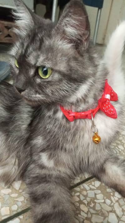 Grey cat with double shade , vaccinated and best breeder female.