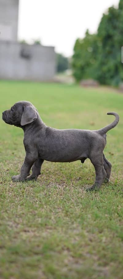 Top Quality Cane Corso puppy from FCI parents