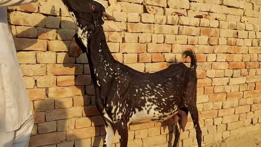 Desi Bakri Our 1 Bacchon Ka Sath  O3228O684I8,
