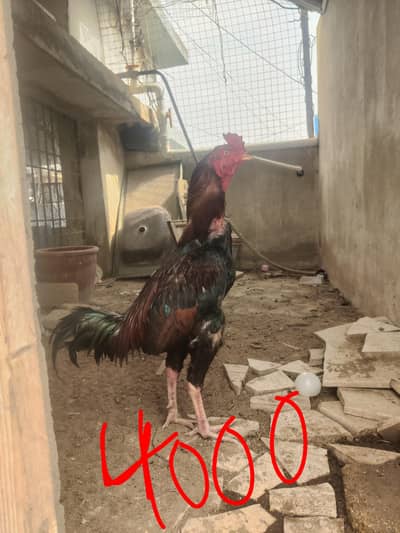 murgha murghi duck patha aseel murghi heavy wait murghi whole setup