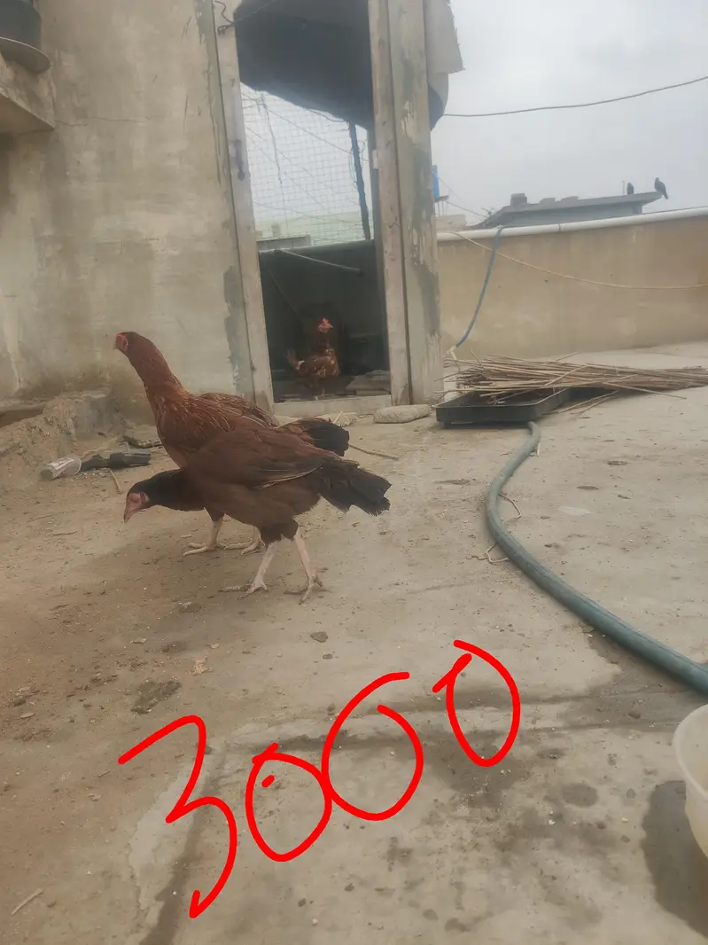 murgha murghi duck patha aseel murghi heavy wait murghi whole setup — photo 3