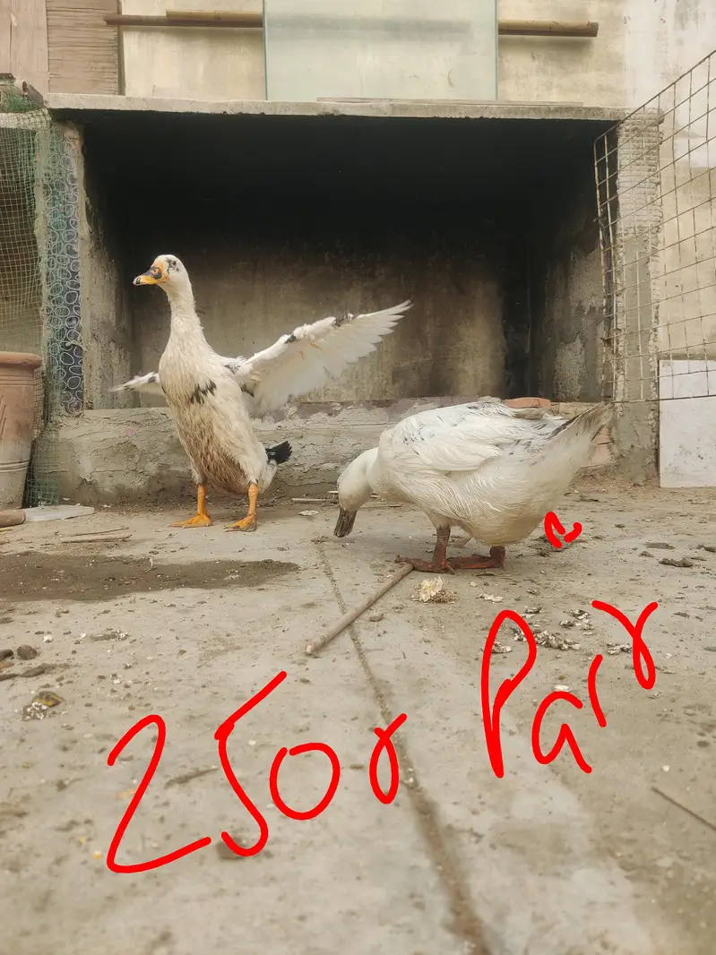murgha murghi duck patha aseel murghi heavy wait murghi whole setup — photo 4